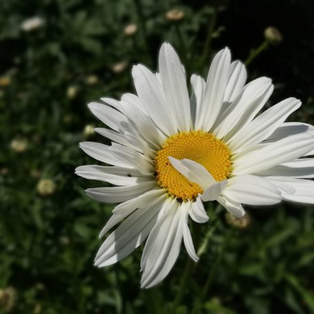 Staudenblüte Margeriten Muschelgiebel