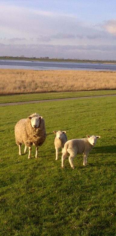 Muschelgiebel Ostfriesland Rheiderland Ditzum Ferienhaus Urlaub